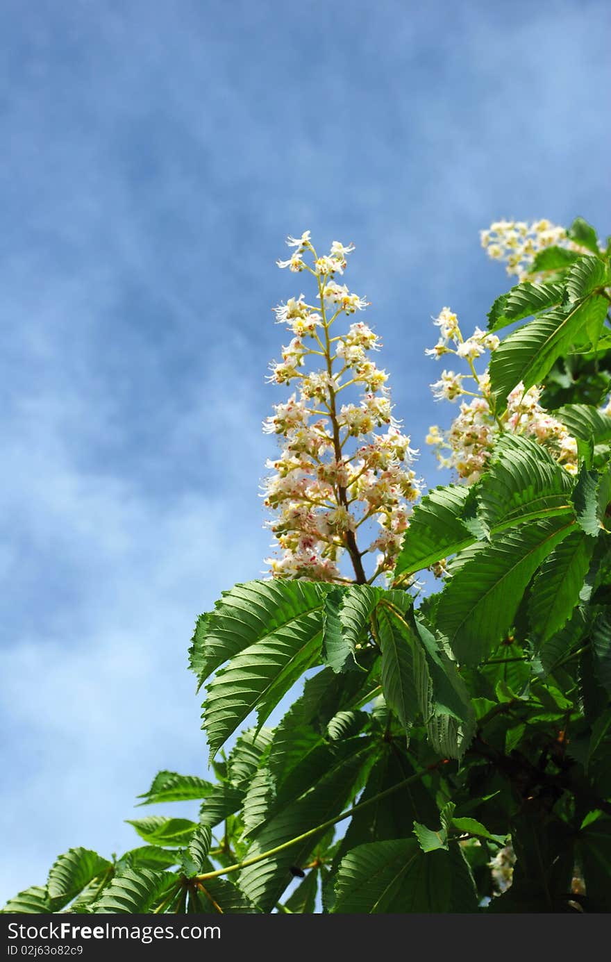 Blossoming tree branch  over cloudy blue sky