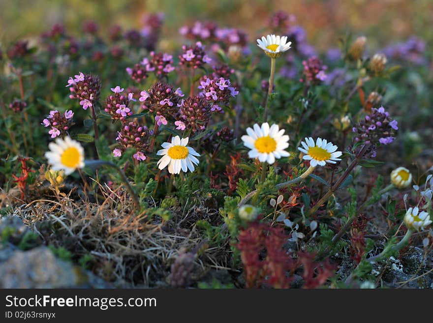 Camomile and Thyme Hebrs