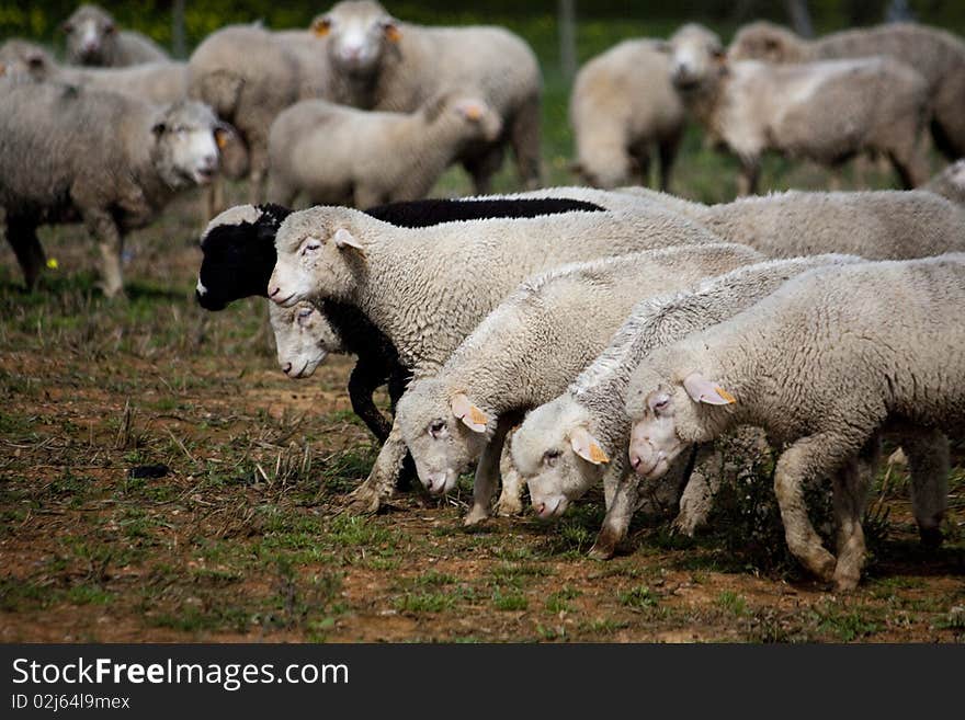 Close view of a herd of sheep on the green pasture. Close view of a herd of sheep on the green pasture.