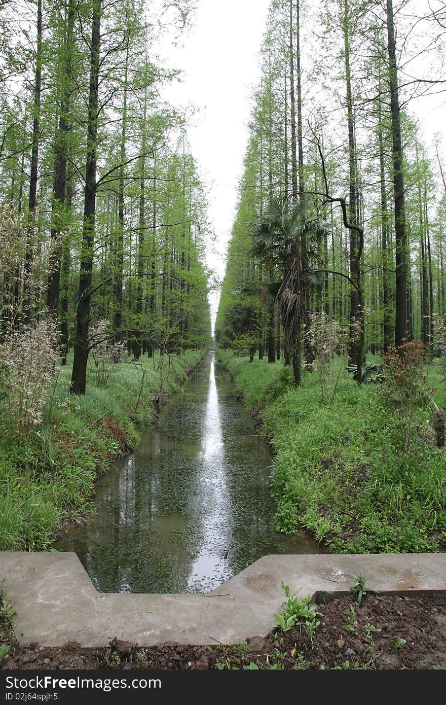 Tree and creek in pingpark forest,Chongming,Shanghai,China