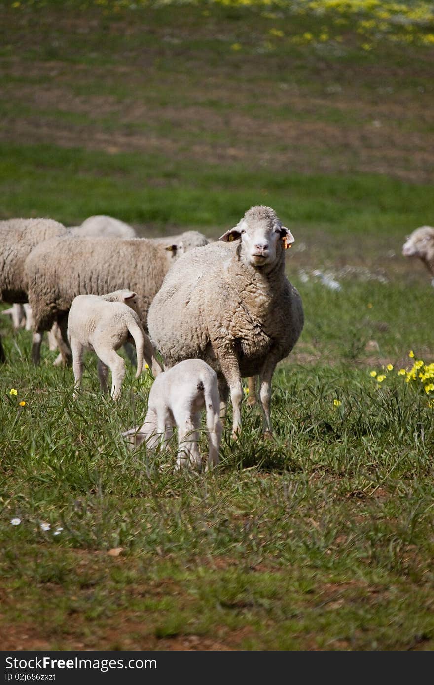 Close view of a herd of sheep on the green pasture. Close view of a herd of sheep on the green pasture.