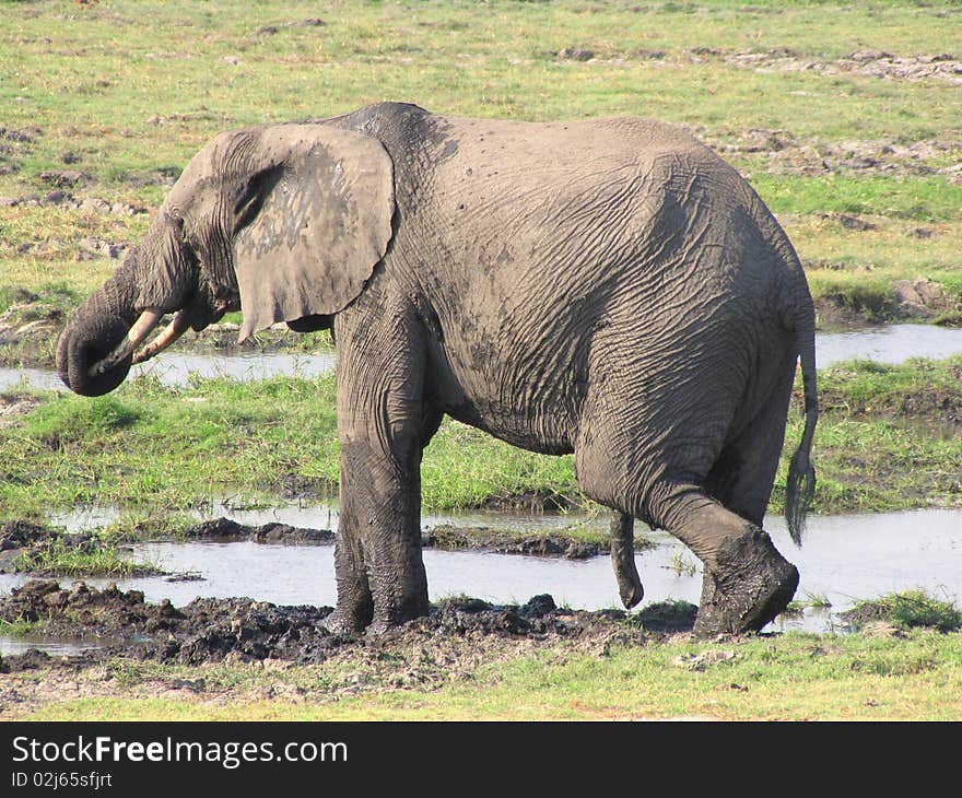 Elephant in Chobe National Park, Botswana