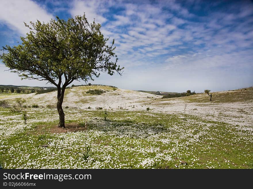 Beautiful view of a daisy flower field on the hills with a almond tree on the left side.