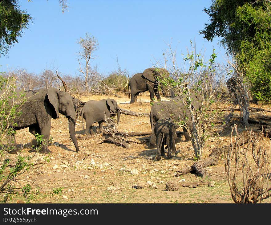 Elephants in Chobe National Park, Botswana