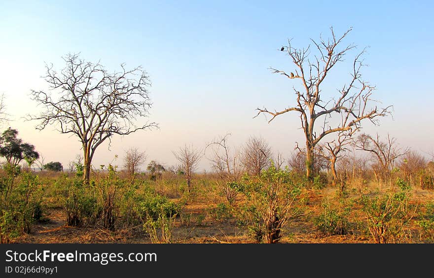 Chobe National Park