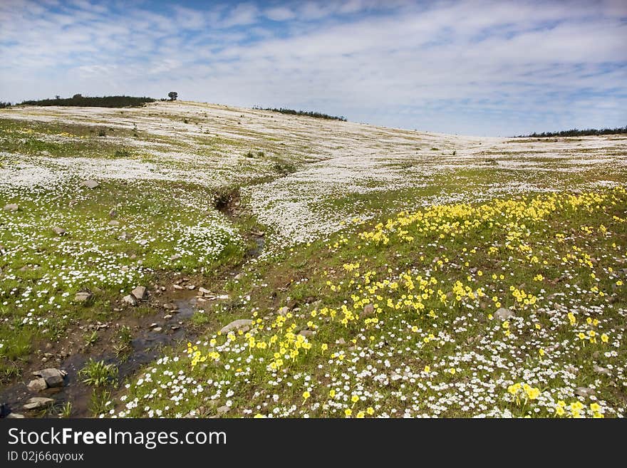 Landscape view of a wide daisy flower field on the countryside.