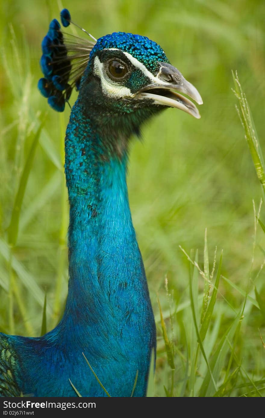 Closeup of a Peacock Head. Closeup of a Peacock Head