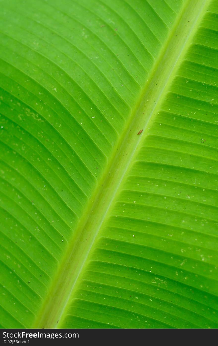 The texture of banana leaf. The texture of banana leaf