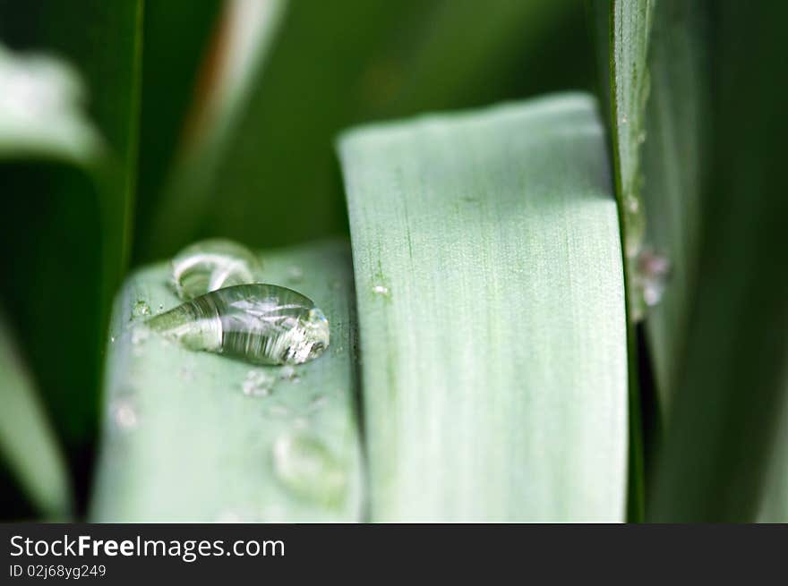 Water drops on long leaf