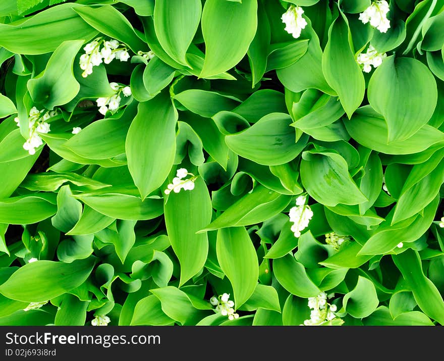 Field of vibrant green lilies