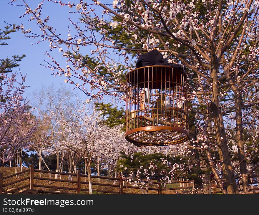 Peach blossom is lovely in China