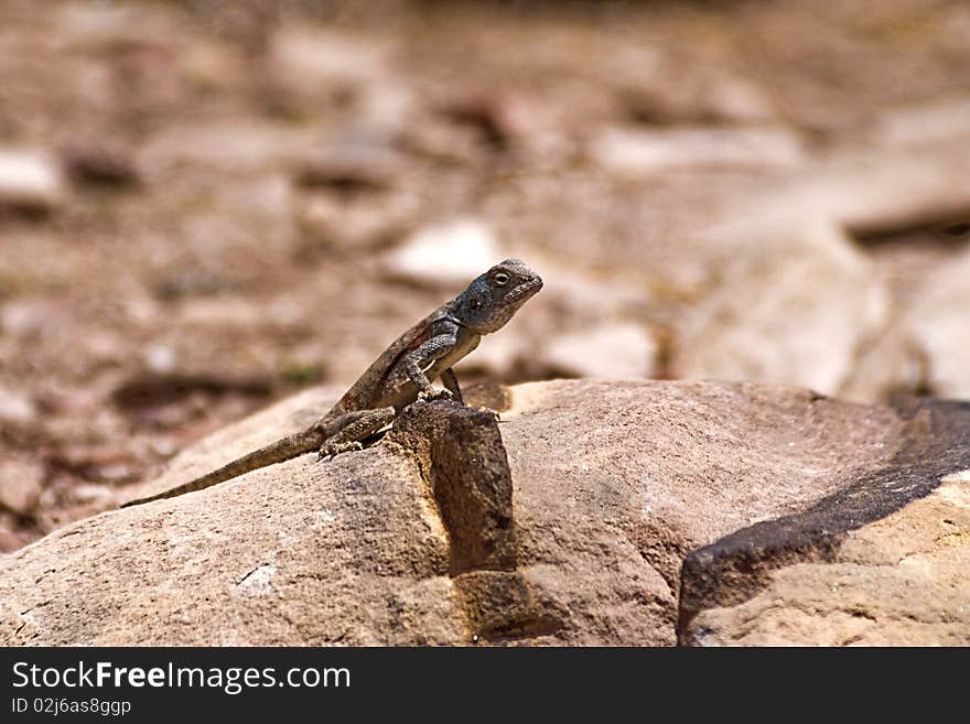 Lizard on a rock