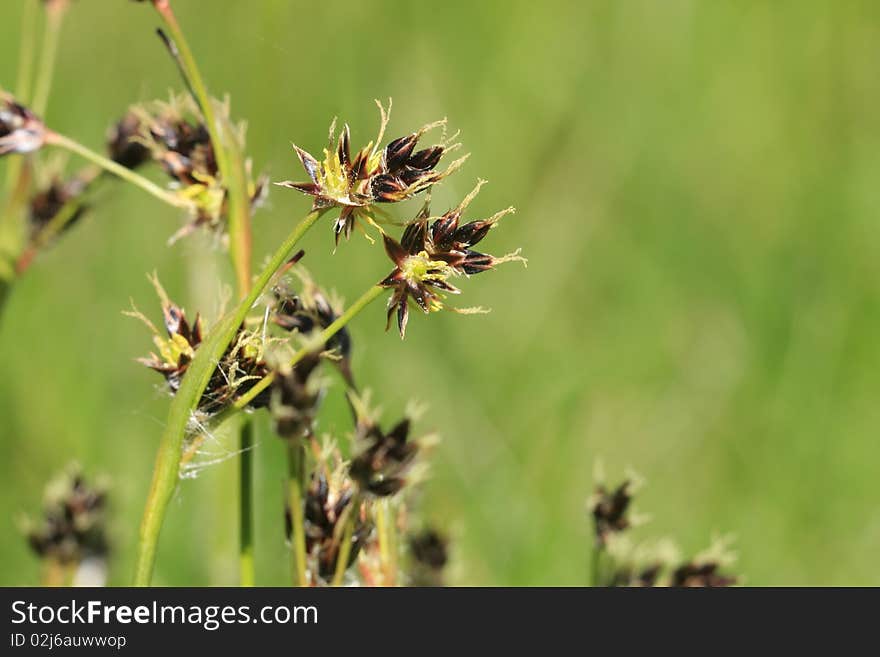 Young grass in the springtime