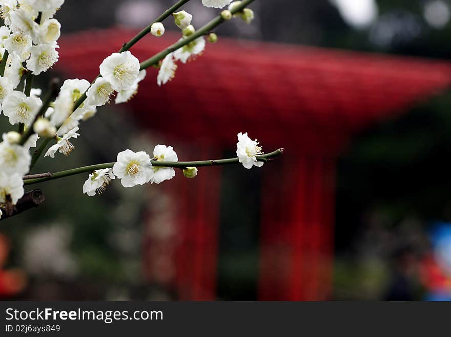 Xinzhuang Park plum