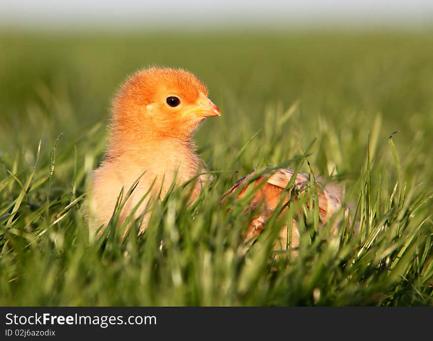 Head of nice young chicken. Head of nice young chicken