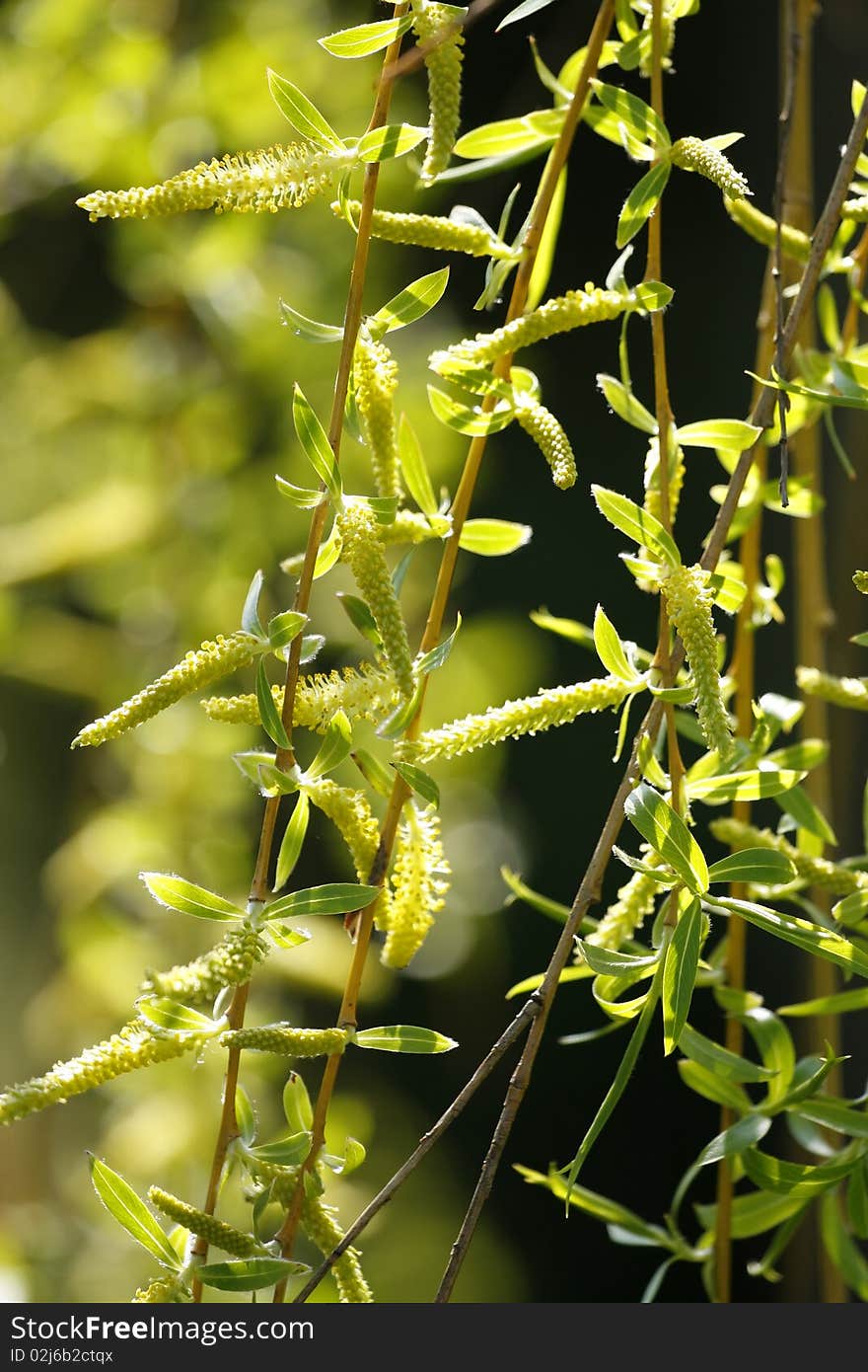 Flowers of willow