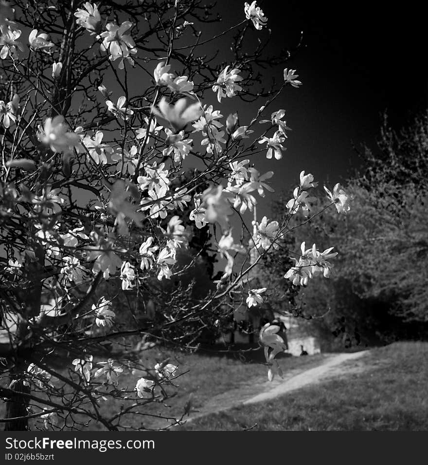 White magnolia soulangeana in bloom.