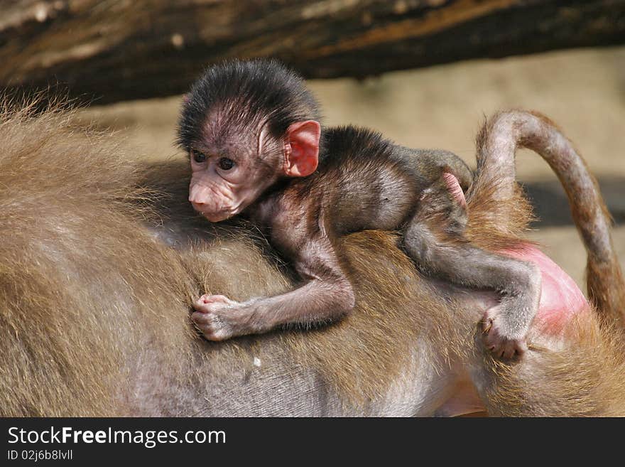 Newborn baby baboon