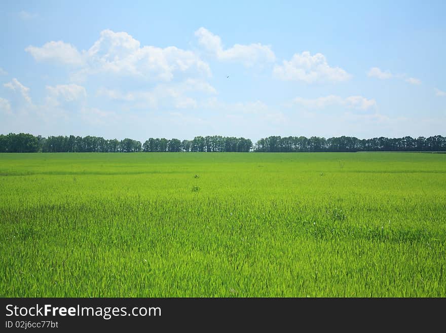 Young wheat