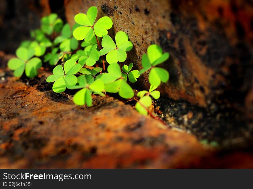 Clover Leaves