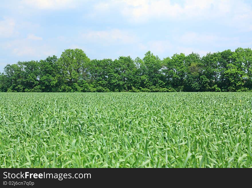 Young wheat