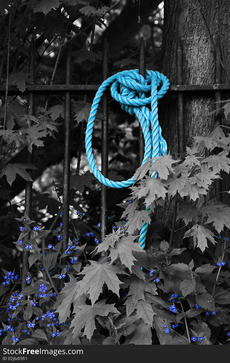 Blue Rope on a fence and Flowers in Black and White. Blue Rope on a fence and Flowers in Black and White