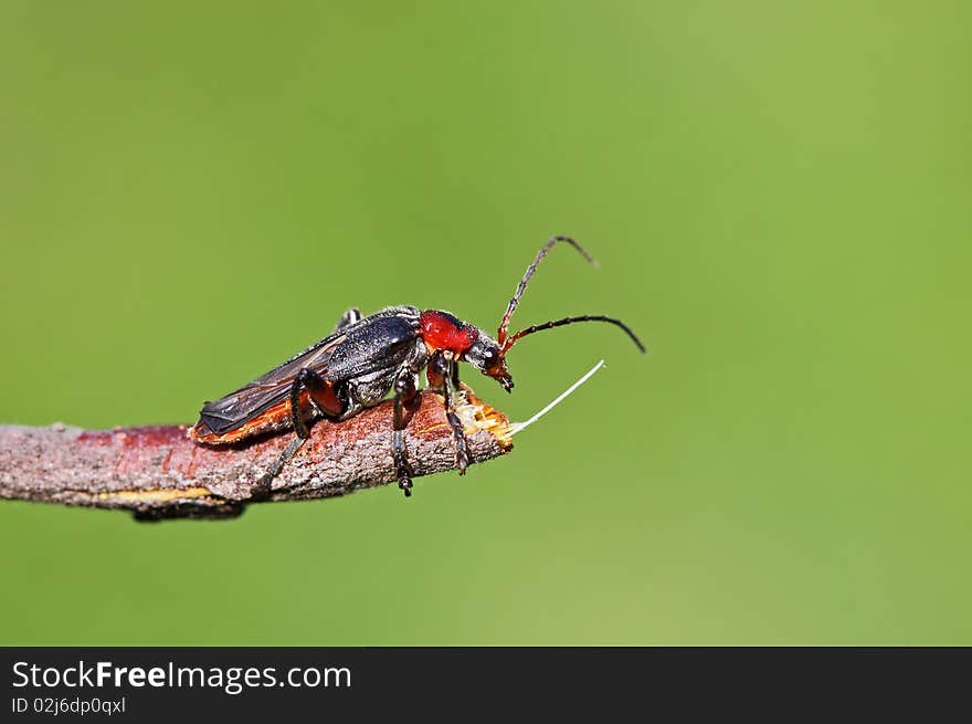 Red - black bug Cantharis rustica