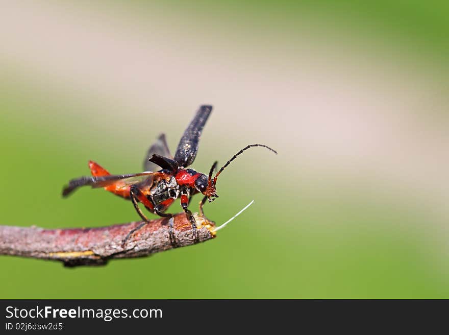 Red - black bug Cantharis rustica