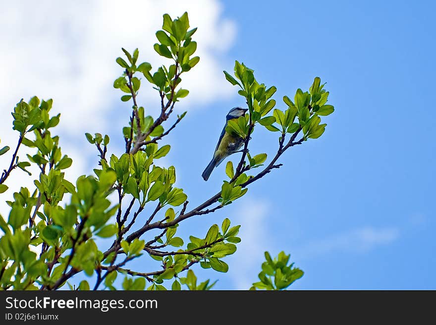 Titmouse on a branch of a tree against the sky. Titmouse on a branch of a tree against the sky