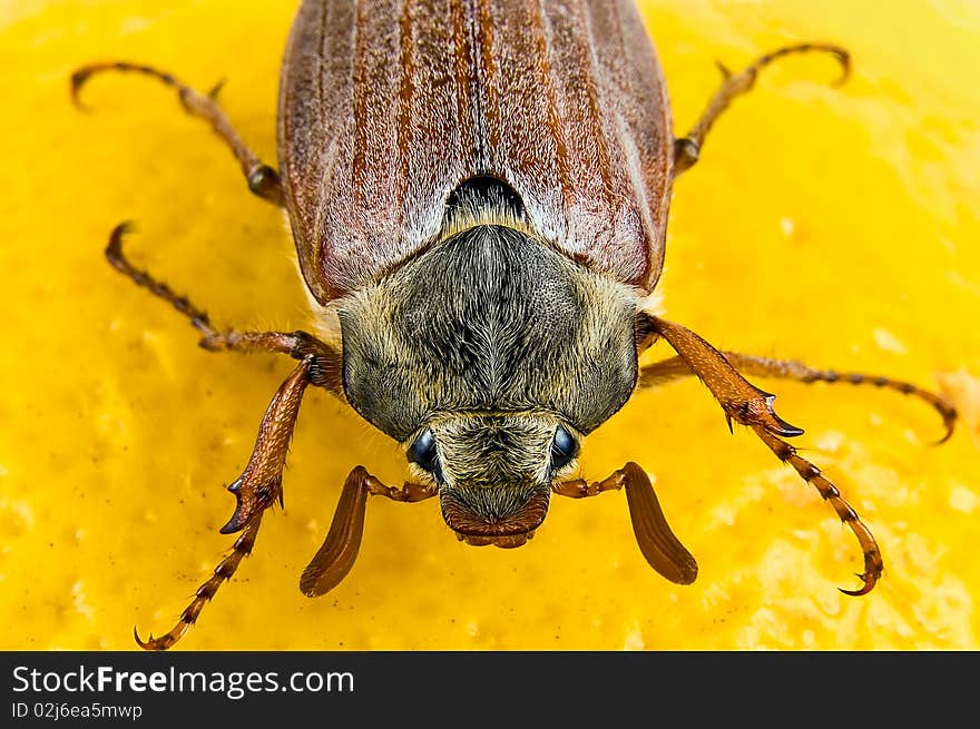 May-bug close up on the yellow. May-bug close up on the yellow