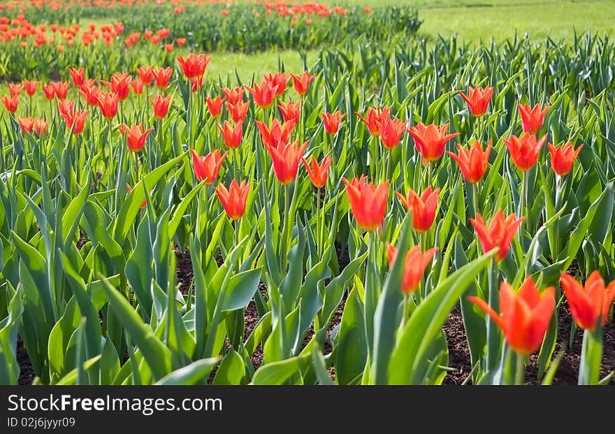 Red Tulips