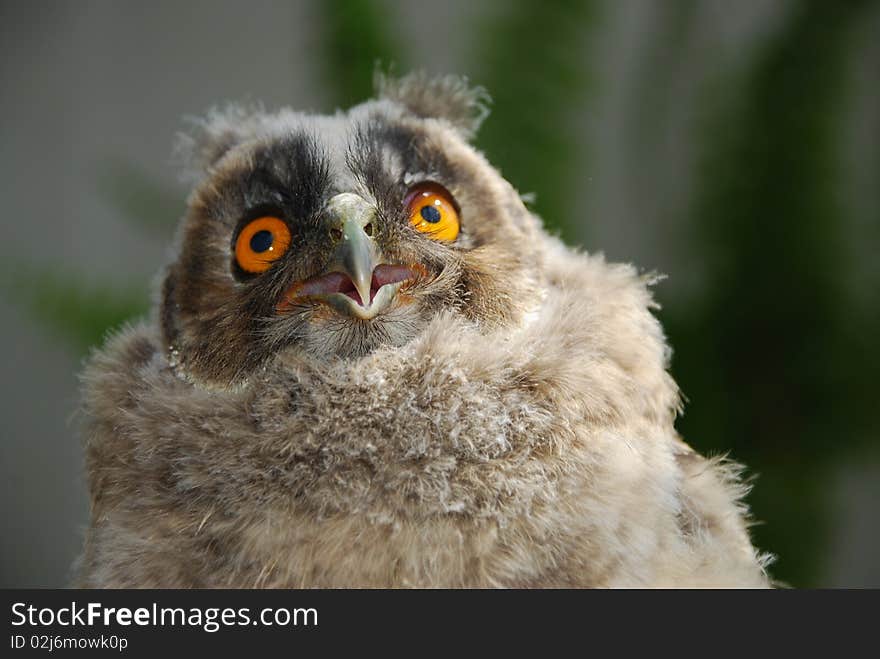 Young owl