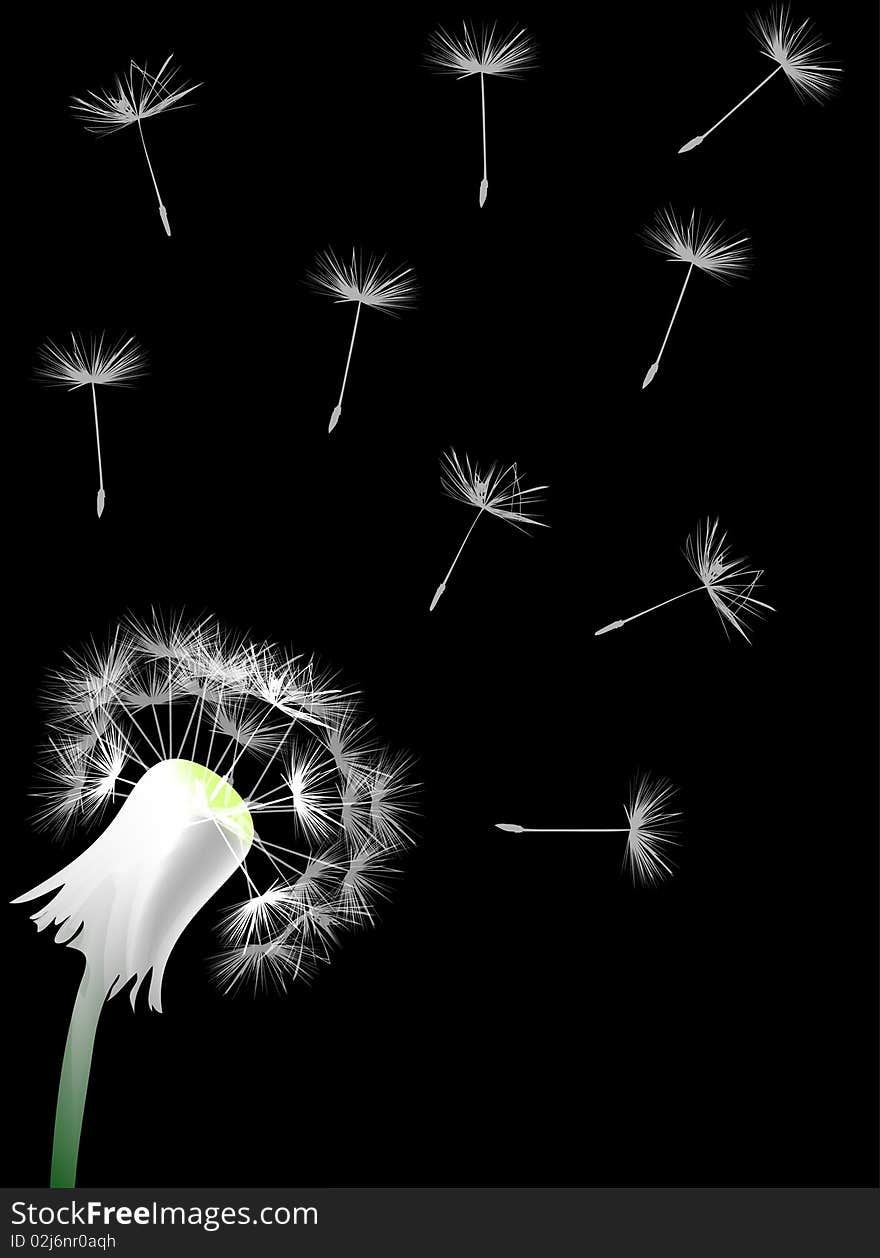 Single white dandelion on black