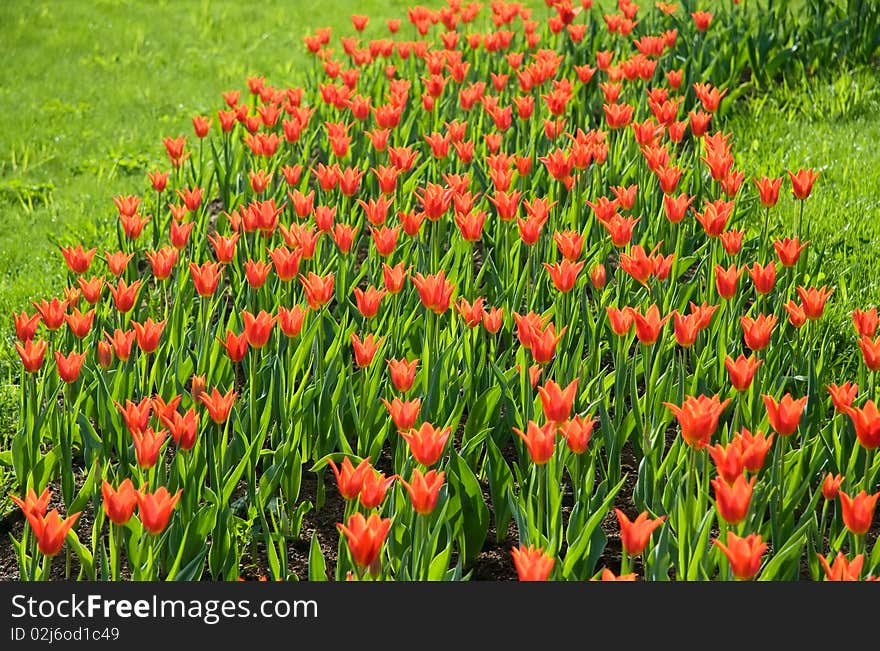 Red tulips