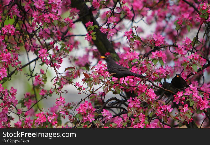 Blackbird Turdus merula in blooming tree