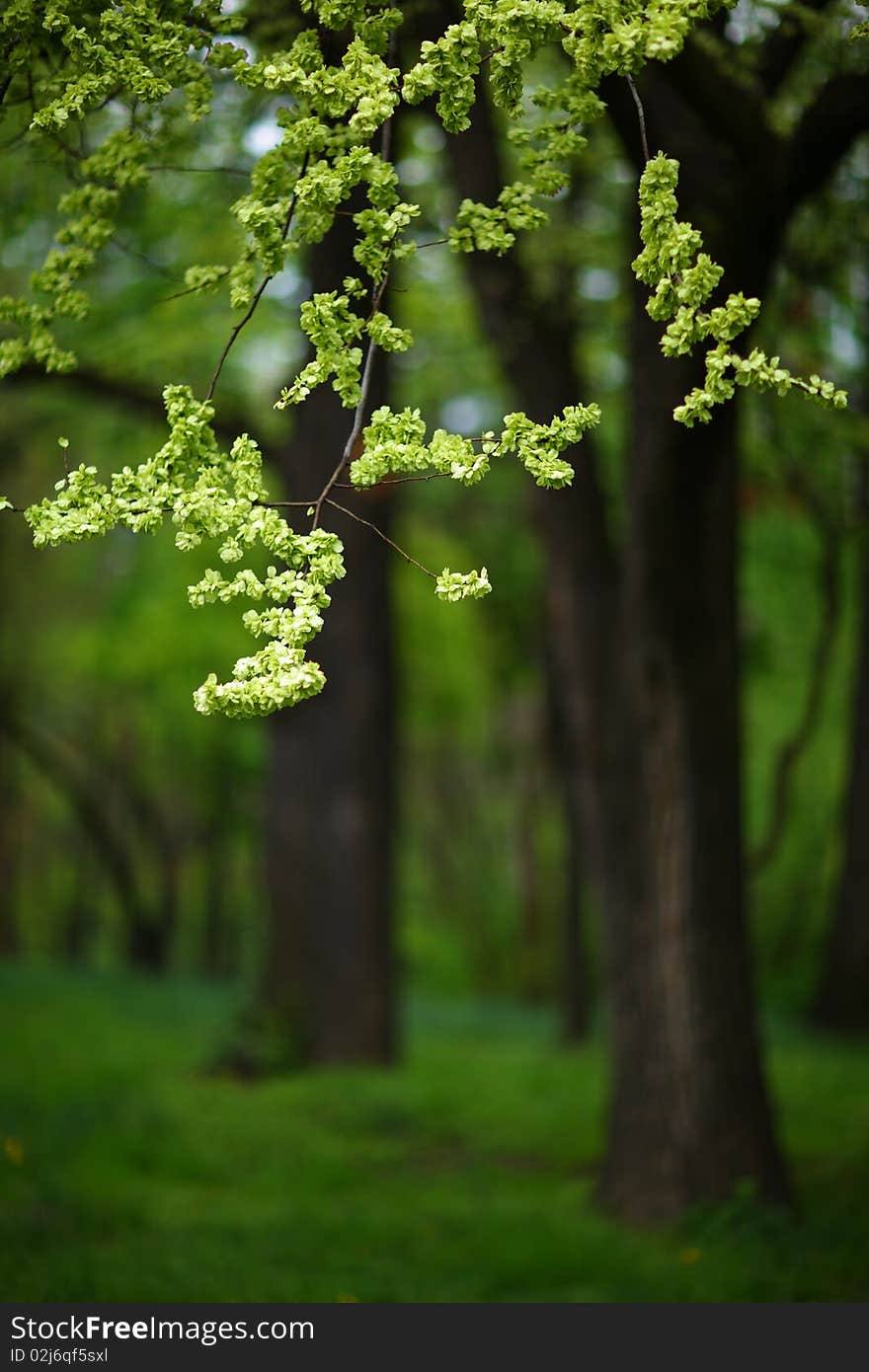 Spring foliage