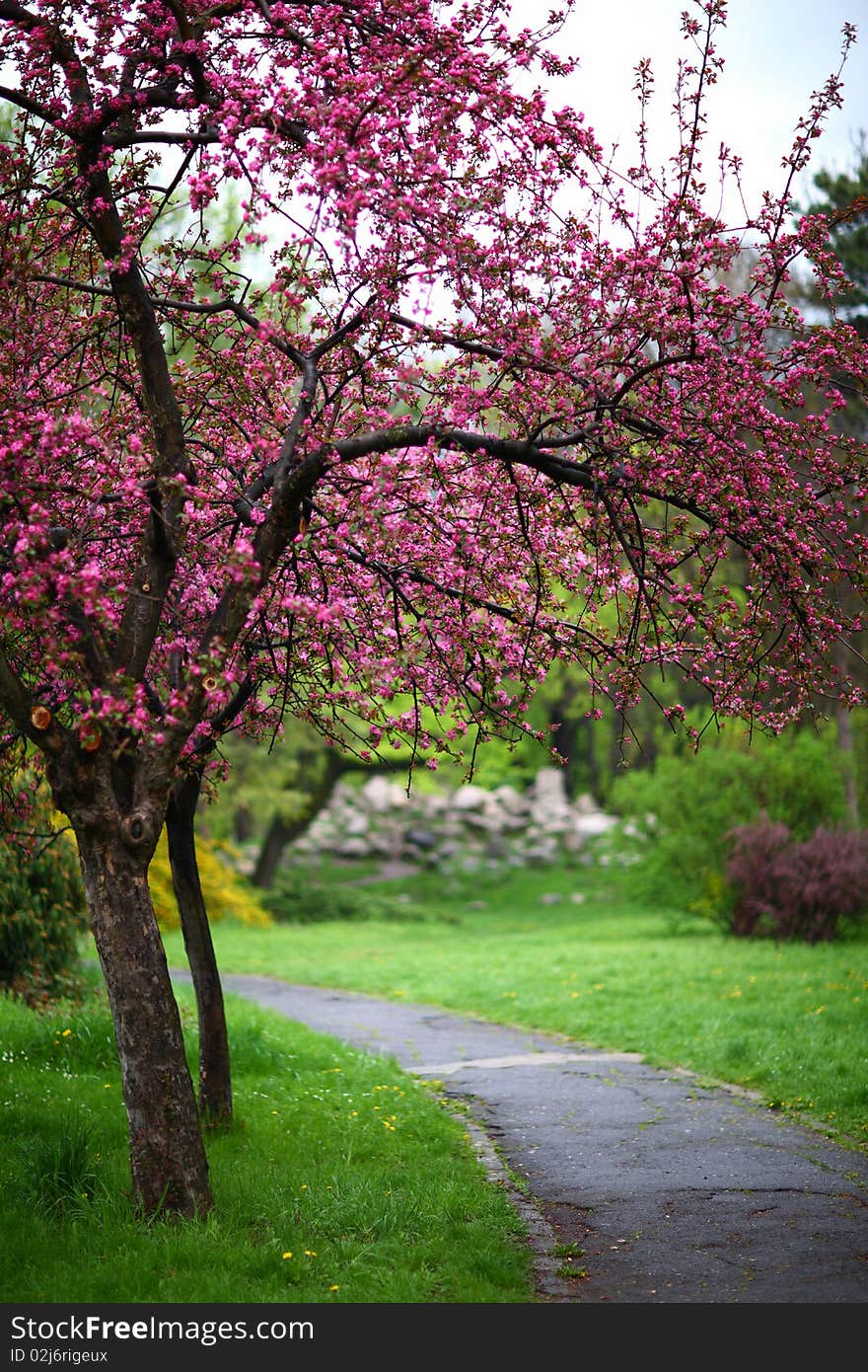 Pink Blooms