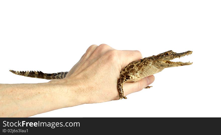 Alligator In The Hand Of Man