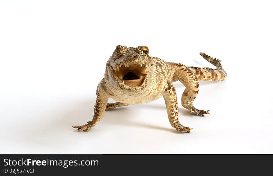 Crocodile Isolated On A White Background