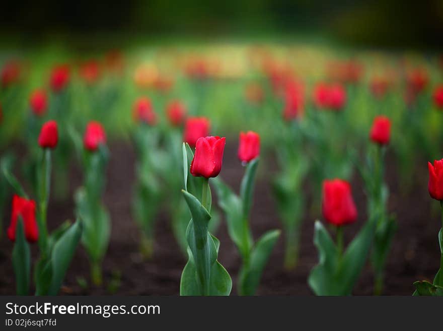 Colorful tulips in the park