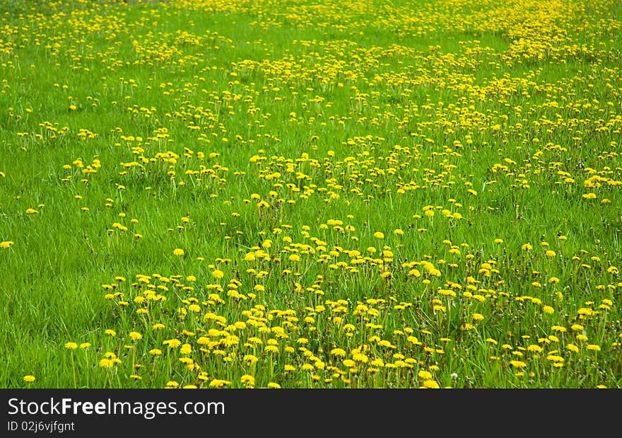 Green grass with yellow dandelions. Green grass with yellow dandelions