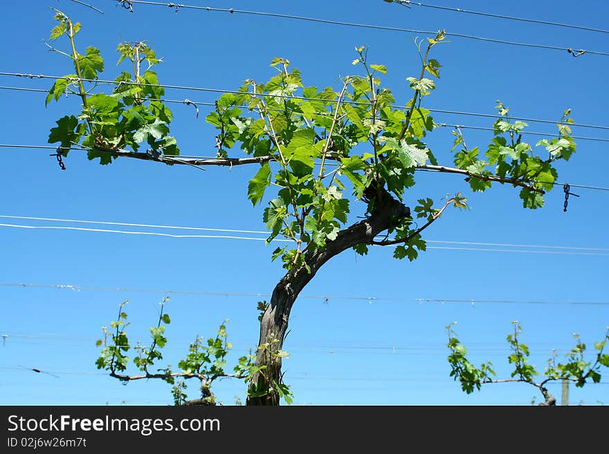 Grape vineyard in springtime