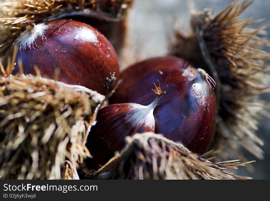 Closeup view of the european chestnut fallen on the forest ground. Closeup view of the european chestnut fallen on the forest ground.