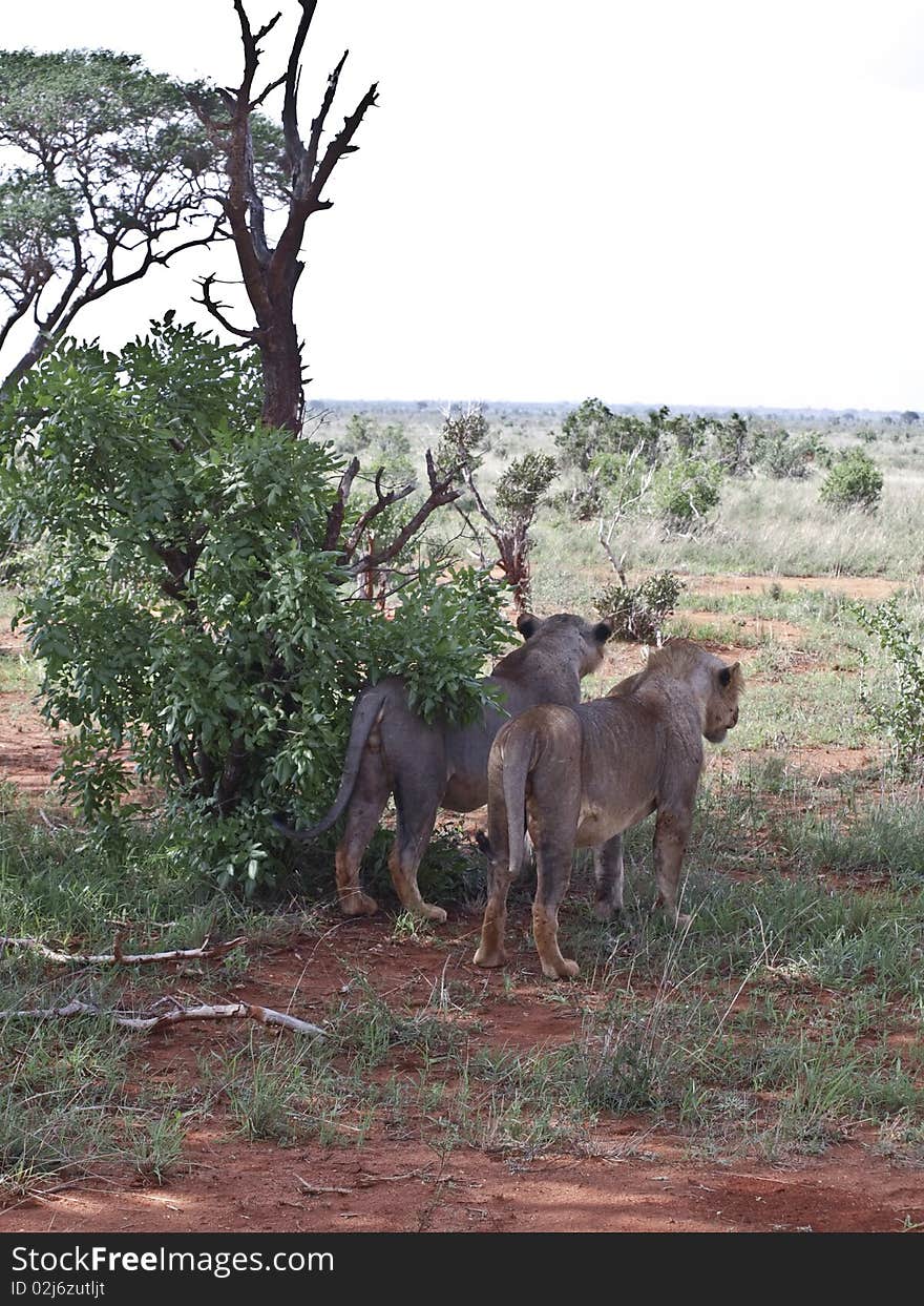 Two male african lions