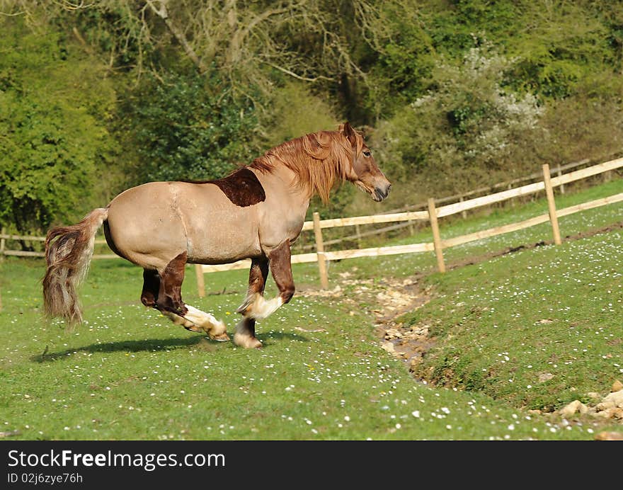 A horse running in field