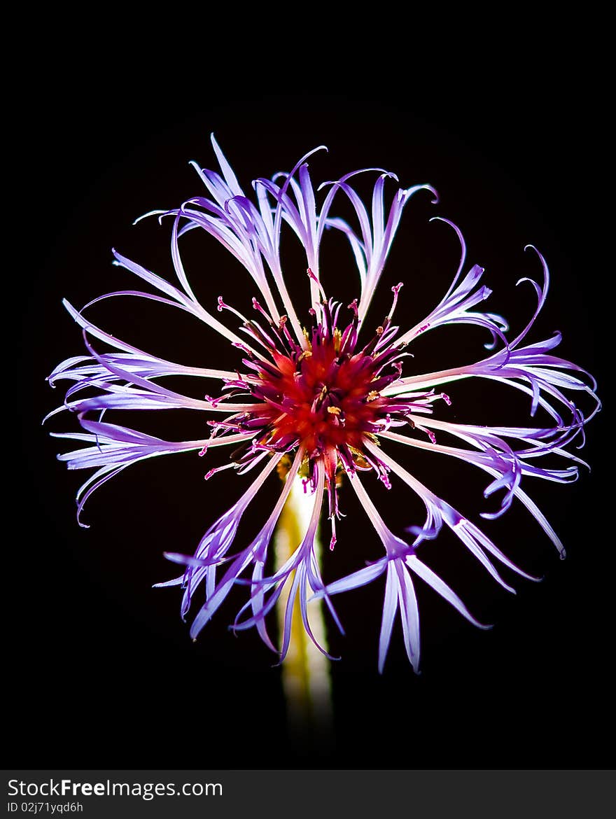 Bright and colorful petals of a flower