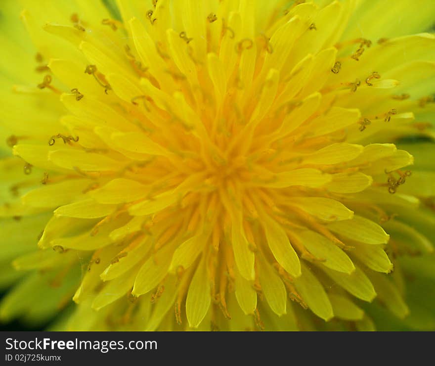 yellow dandelion largely