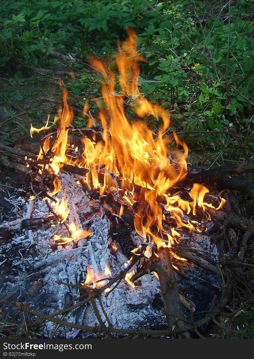 A shot of heart-warming fire in a forest at picnic with friends. A shot of heart-warming fire in a forest at picnic with friends