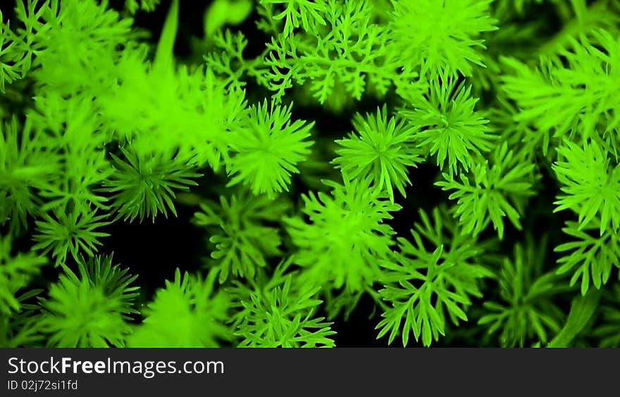 Green Magic Grass Background