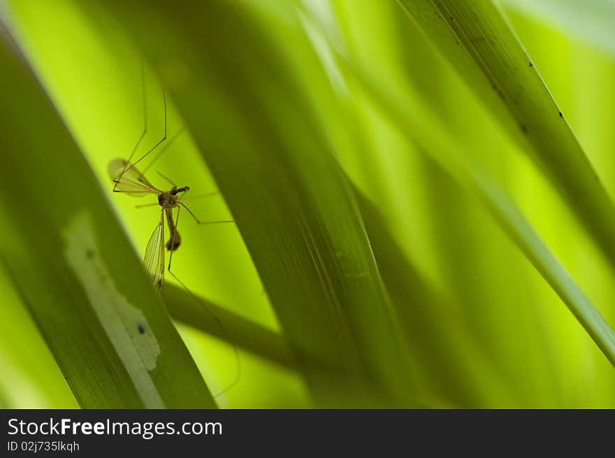 Mosquito hiding in the grass. Mosquito hiding in the grass